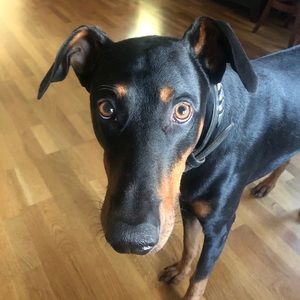 Meet your Posher, Laura